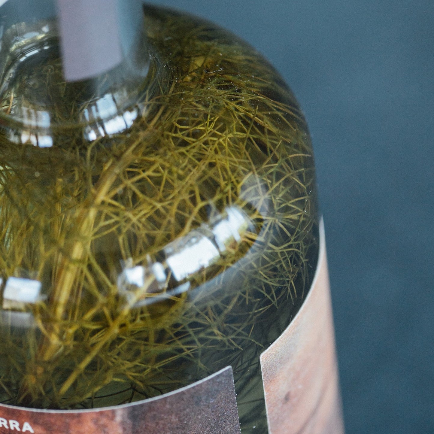 hinojo salvaje en una botella de licor